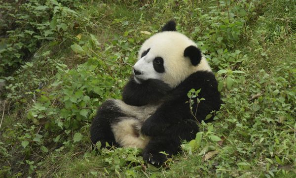 An early photo of one-year-old Wu Wen at home in Dujiangyan base of the China Conservation and Research Center for Giant Panda in Chengdu, Sichuan Province An early photo of one-year-old Wu Wen at home in Dujiangyan base of the China Conservation and Research Center for Giant Panda in Chengdu, Sichuan Province - Sputnik International