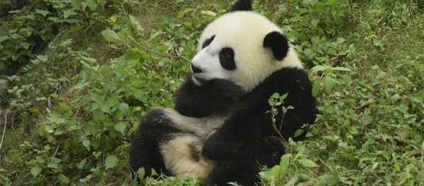 An early photo of one-year-old Wu Wen at home in Dujiangyan base of the China Conservation and Research Center for Giant Panda in Chengdu, Sichuan Province An early photo of one-year-old Wu Wen at home in Dujiangyan base of the China Conservation and Research Center for Giant Panda in Chengdu, Sichuan Province - Sputnik International