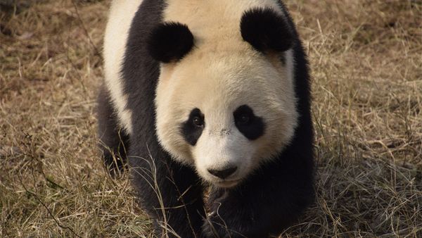 Two-year-old Xing Ya at home in Dujiangyan base of the China Conservation and Research Center for Giant Panda in Chengdu, Sichuan Province Two-year-old Xing Ya at home in Dujiangyan base of the China Conservation and Research Center for Giant Panda in Chengdu, Sichuan Province - Sputnik International
