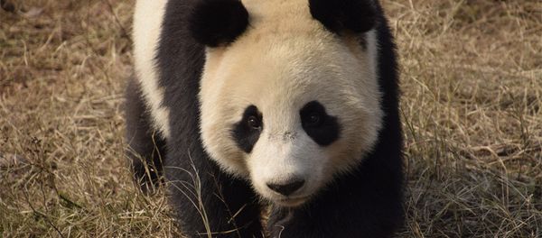 Two-year-old Xing Ya at home in Dujiangyan base of the China Conservation and Research Center for Giant Panda in Chengdu, Sichuan Province Two-year-old Xing Ya at home in Dujiangyan base of the China Conservation and Research Center for Giant Panda in Chengdu, Sichuan Province - Sputnik International