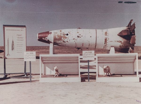 Soviet space dogs Palma and Kusachka Soviet space dogs Palma and Kusachka - Sputnik International
