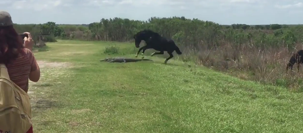 Horse Attacks an Alligator Only in Florida Horse Attacks an Alligator Only in Florida - Sputnik International