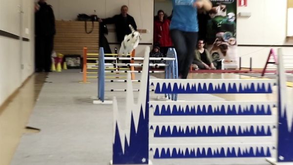 Kaninhoppning Kaninhoppning - Sputnik International
