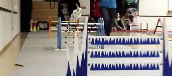 Kaninhoppning Kaninhoppning - Sputnik International