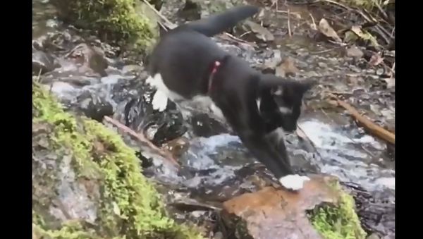 Hiking Lower Lena Lake with Weston and Ellinore - Sputnik International