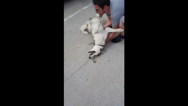 Husky Doesn’t Want to Leave Park - Sputnik International