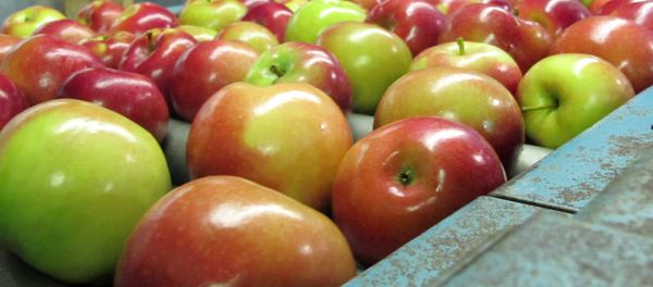 apples moving along a conveyor line - Sputnik International