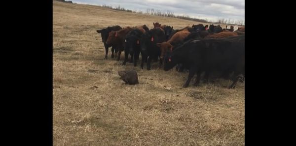 Lone Beaver Herds Curious Cattle in Saskatchewan Lone Beaver Herds Curious Cattle in Saskatchewan - Sputnik International