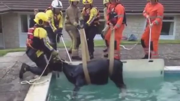 BIZARRE MOMENT FIREFIGHTERS ARE FORCED TO RESCUE A COW FROM A POOL IN DORSET - Sputnik International