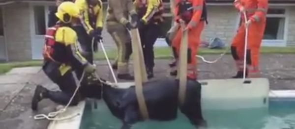 BIZARRE MOMENT FIREFIGHTERS ARE FORCED TO RESCUE A COW FROM A POOL IN DORSET BIZARRE MOMENT FIREFIGHTERS ARE FORCED TO RESCUE A COW FROM A POOL IN DORSET - Sputnik International