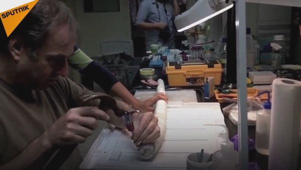 Giant Sulphur-Powered Shipworm - Sputnik International