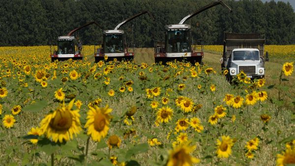 Sunflower harvest in Novosibirsk Region, Russia. - Sputnik International
