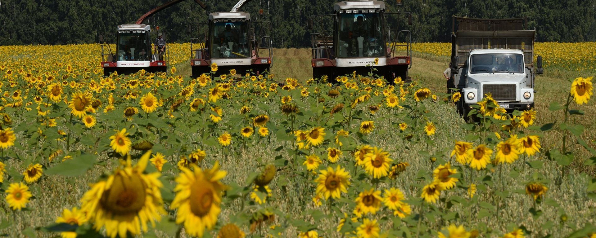 Grain harvest in Novosibirsk Region - Sputnik International, 1920, 03.06.2022
