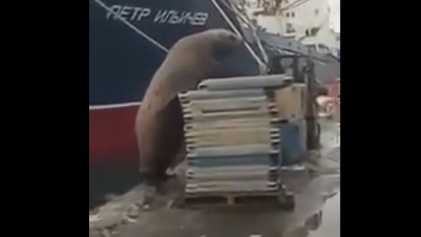 Busted! Hungry Sea Lion Steals Fish in Russian Port - Sputnik International