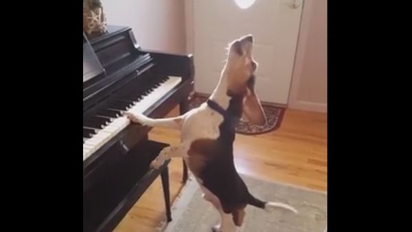 Buddy Mercury Sings! Funny and cute beagle who plays piano! - Sputnik International