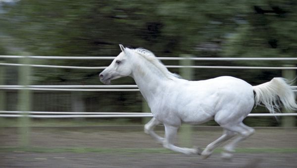 An Arab horse. (File) An Arab horse. (File) - Sputnik International