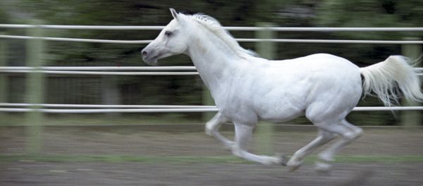 An Arab horse. (File) - Sputnik International