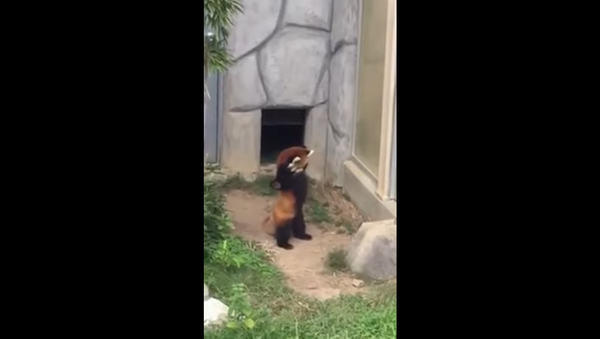 Red Panda Takes on Wild Enemy - Sputnik International