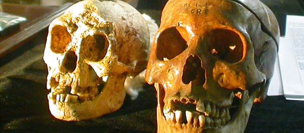 The skull, left, of a 54,000-year-old species, known as Homo floresiensis, is displayed next to a normal human's skull, right, at a news conference in Yogyakarta, Indonesia Friday, Nov. 5, 2004. H floresiensis was nicknamed the hobbits due to their diminutive size. The skull, left, of a 54,000-year-old species, known as Homo floresiensis, is displayed next to a normal human's skull, right, at a news conference in Yogyakarta, Indonesia Friday, Nov. 5, 2004. H floresiensis was nicknamed the hobbits due to their diminutive size. - Sputnik International