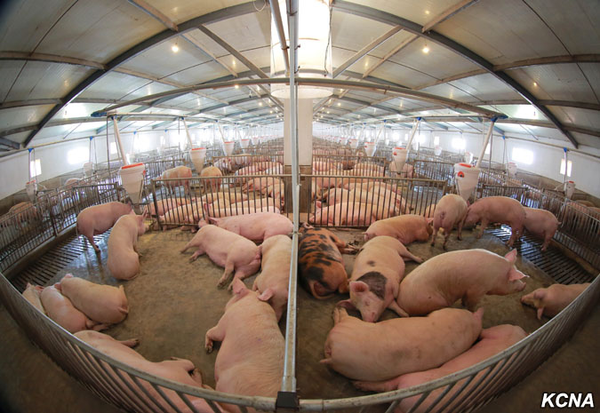 Thaechon Pig Farm - Sputnik International
