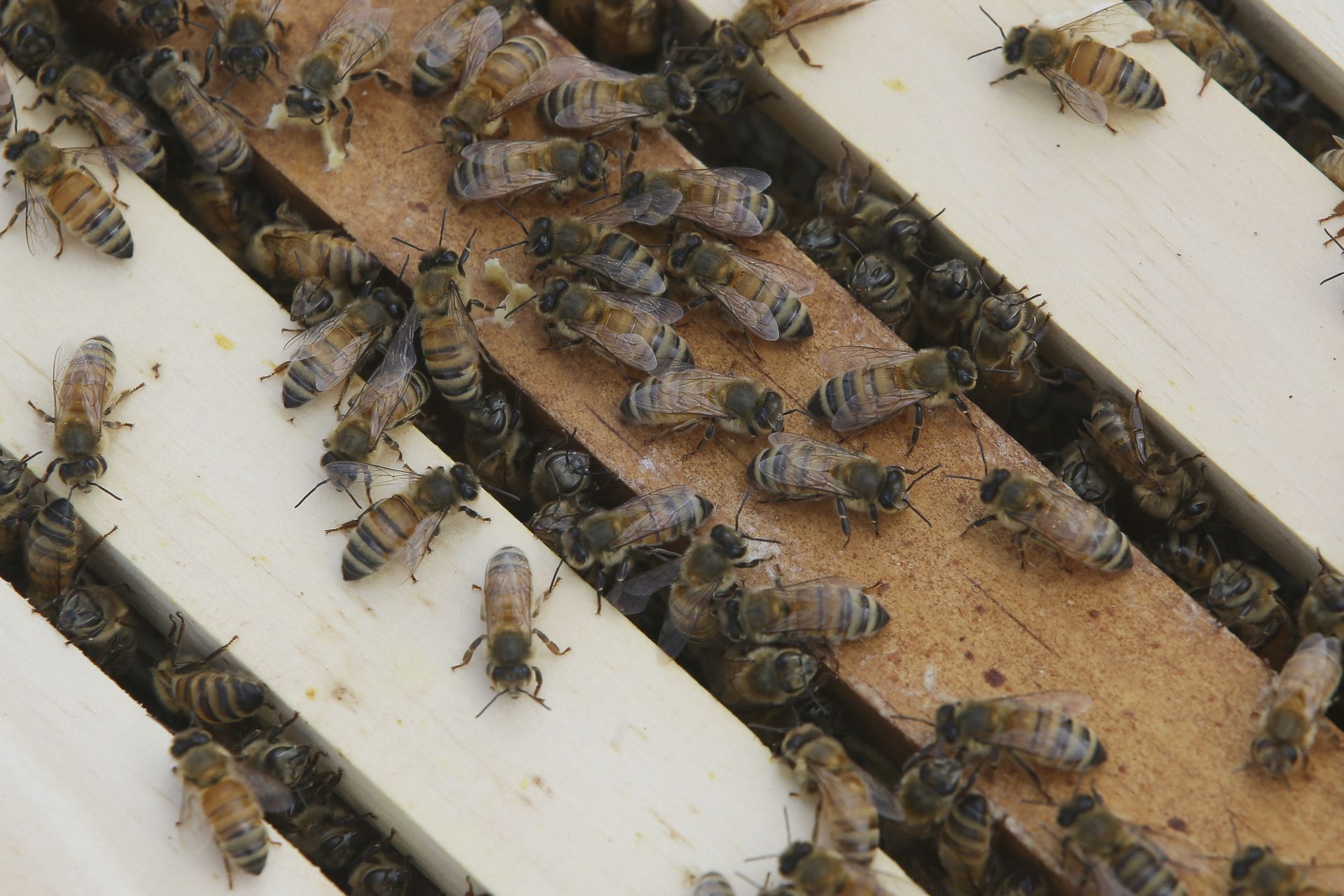 US Honey Still Contains Radioactive Fallout From 1950s Nuclear Weapons Tests, Study Finds US Honey Still Contains Radioactive Fallout From 1950s Nuclear Weapons Tests, Study Finds - Sputnik International, 1920, 23.04.2021