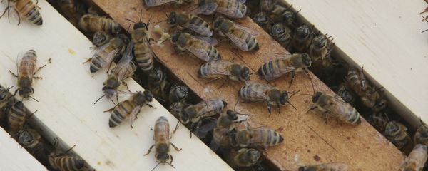 Honey bees congregate on top of frames Honey bees congregate on top of frames - Sputnik International