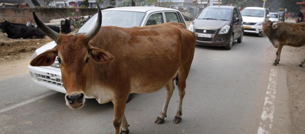 Motorists drive past stray cows roam on a road in Allahabad, India - Sputnik International