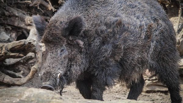 Wild Boar - Sputnik International
