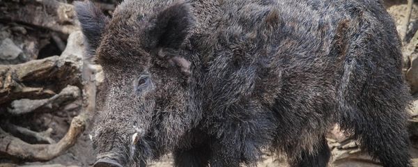Wild Boar Wild Boar - Sputnik International