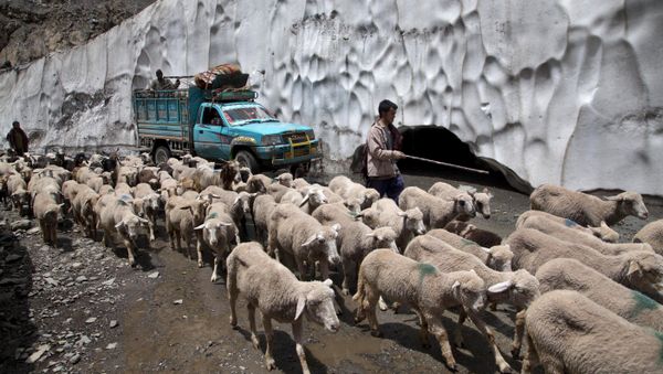 A Kashmiri Bakarwal leads his cattle near Dubgan, 70 kilometers (43 miles) south of Srinagar, India (File) A Kashmiri Bakarwal leads his cattle near Dubgan, 70 kilometers (43 miles) south of Srinagar, India (File) - Sputnik International