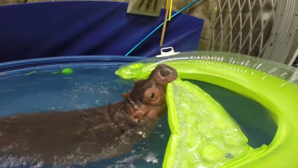 Baby Hippo Fiona in her Exercise Pool at Cincinnati Zoo - Sputnik International