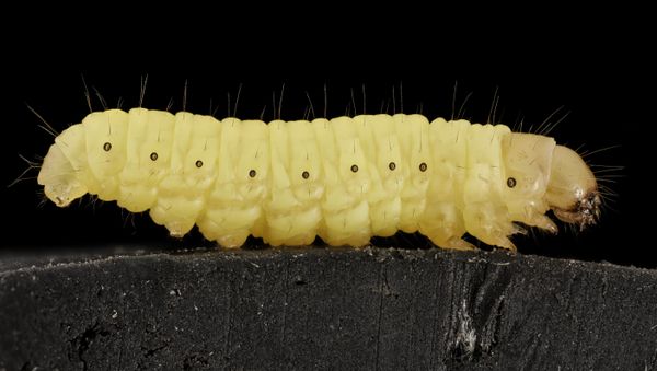 Galleria mellonella - The waxworm - Sputnik International