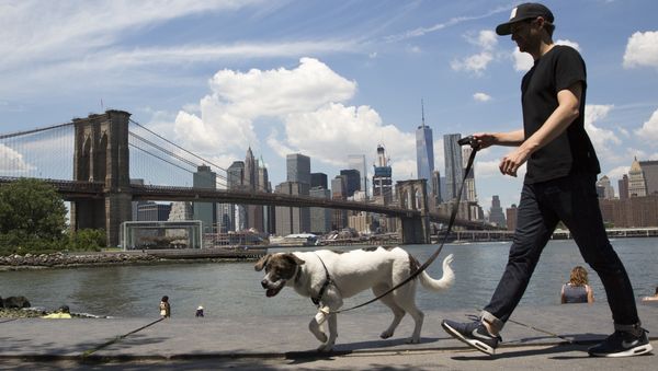 A dog goes for a walk in Brooklyn Bridge park, Thursday, June 30, 2016, in New York. - Sputnik International
