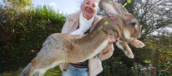 United Airlines Strikes Again: Simon, Set to Become World’s Biggest Rabbit Dies on Flight United Airlines Strikes Again: Simon, Set to Become World’s Biggest Rabbit Dies on Flight - Sputnik International