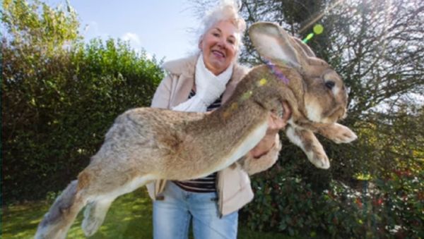 United Airlines Strikes Again: Simon, Set to Become World’s Biggest Rabbit Dies on Flight - Sputnik International