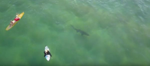 Aerial Footage Captures Shark Lurking Below Surfers at Kiama - Sputnik International