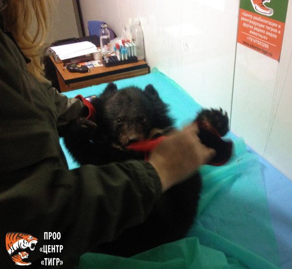 Rescued bear cub - Sputnik International