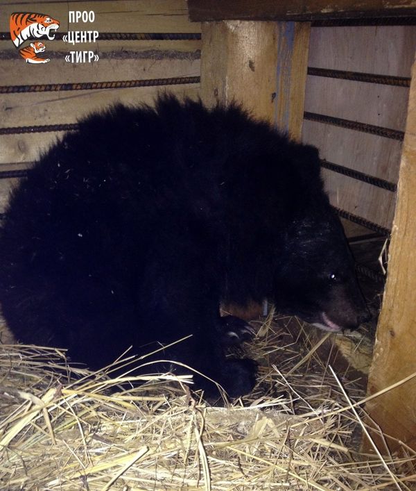 Rescued bear cub - Sputnik International