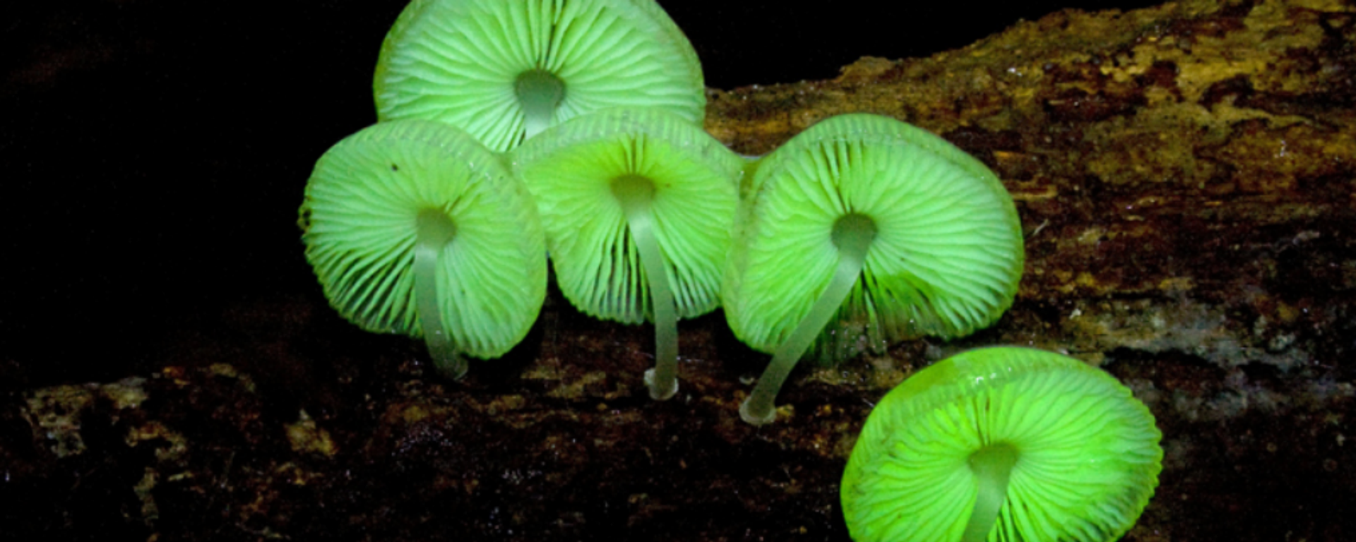 Neonothopanus gardneri - Sputnik International, 1920, 27.04.2017