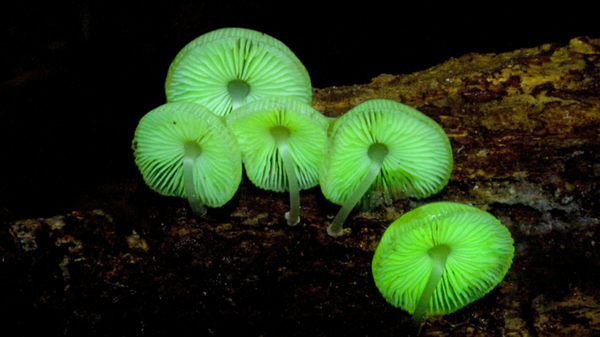 Neonothopanus gardneri - Sputnik International