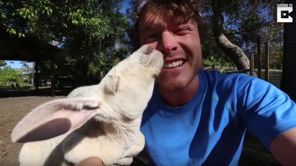 Albino Kangaroo Gives Animal Lover Hug - Sputnik International