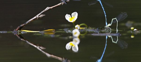 In this photo taken on Thursday, June 16, 2016, dragonflies fly above surface of a lake on a sunny day in the village of Viazynka, some 40 km (25 miles) northwest of Minsk, Belarus. - Sputnik International