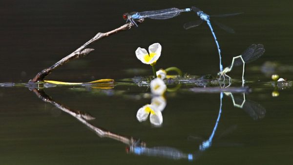 In this photo taken on Thursday, June 16, 2016, dragonflies fly above surface of a lake on a sunny day in the village of Viazynka, some 40 km (25 miles) northwest of Minsk, Belarus. - Sputnik International