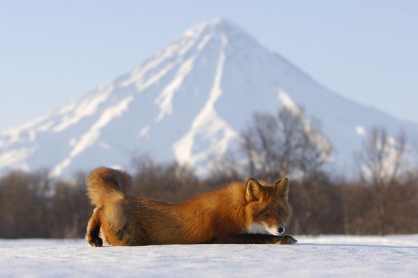Living on the Volcano: Miraculous Kamchatka Nature Reserve - Sputnik International
