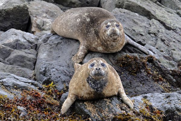 Living on the Volcano: Miraculous Kamchatka Nature Reserve - Sputnik International