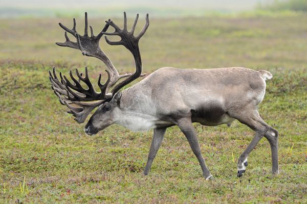 Living on the Volcano: Miraculous Kamchatka Nature Reserve - Sputnik International