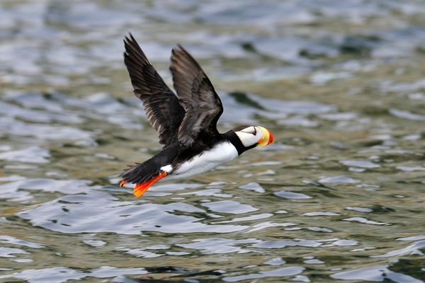 Living on the Volcano: Miraculous Kamchatka Nature Reserve - Sputnik International