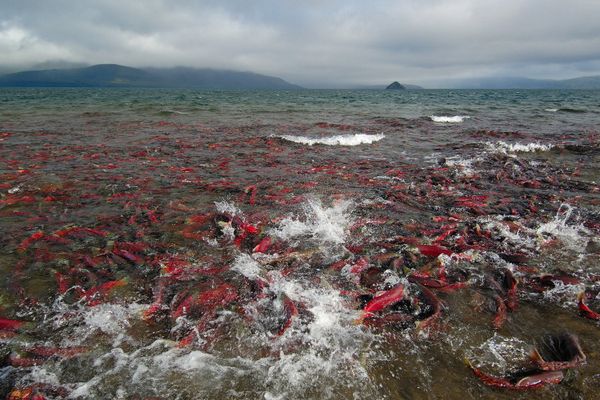 Living on the Volcano: Miraculous Kamchatka Nature Reserve - Sputnik International