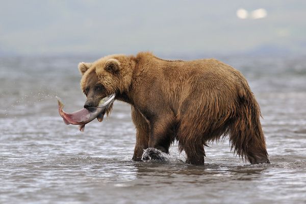 Living on the Volcano: Miraculous Kamchatka Nature Reserve - Sputnik International