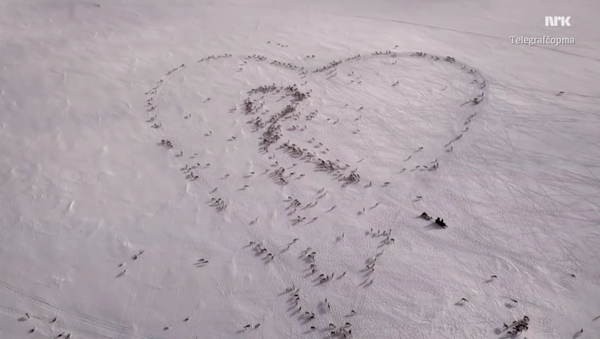 Norwegian Shepherd Forms Giant Heart Using Hundreds of Reindeer Norwegian Shepherd Forms Giant Heart Using Hundreds of Reindeer - Sputnik International